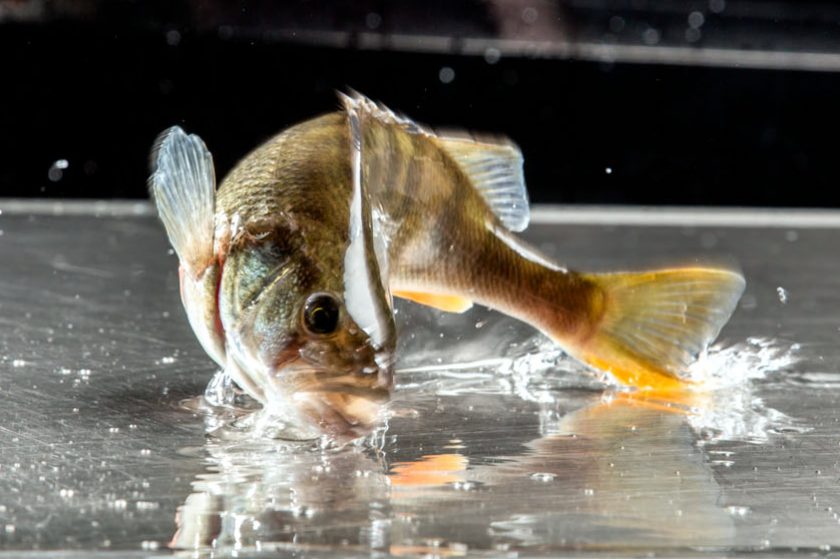 Biofisch Flussbarsch Frischfisch Teich