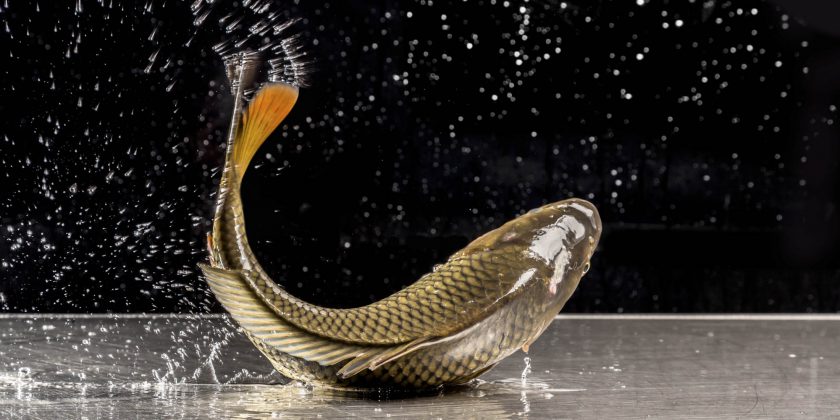 Der Karpfen ist der edelste Fisch, der in unseren Gewässern lebt.