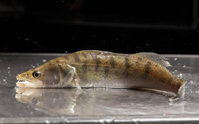 Biofisch Zander
