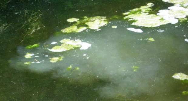 Samenflüssigkeit der Milchner im Teich