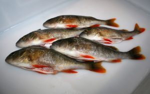 Flusbarsch frisch ausgenommen mit rot leuchtenden Flossen