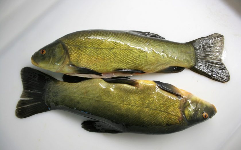 Schleie frisch ausgenommen