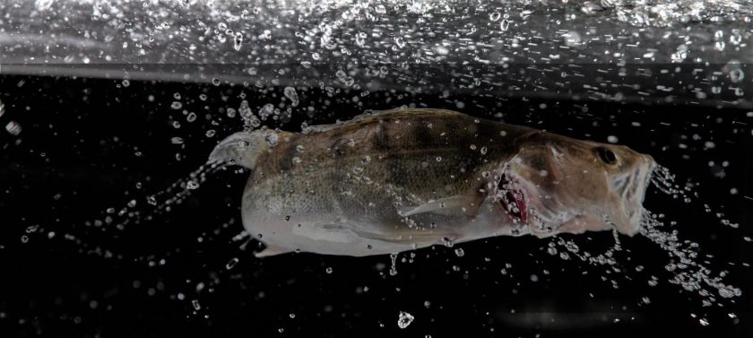 Erlebnis Fischzucht - Ausflugsziel Südweststeiermark Zander